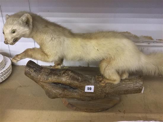 Taxidermic ferret